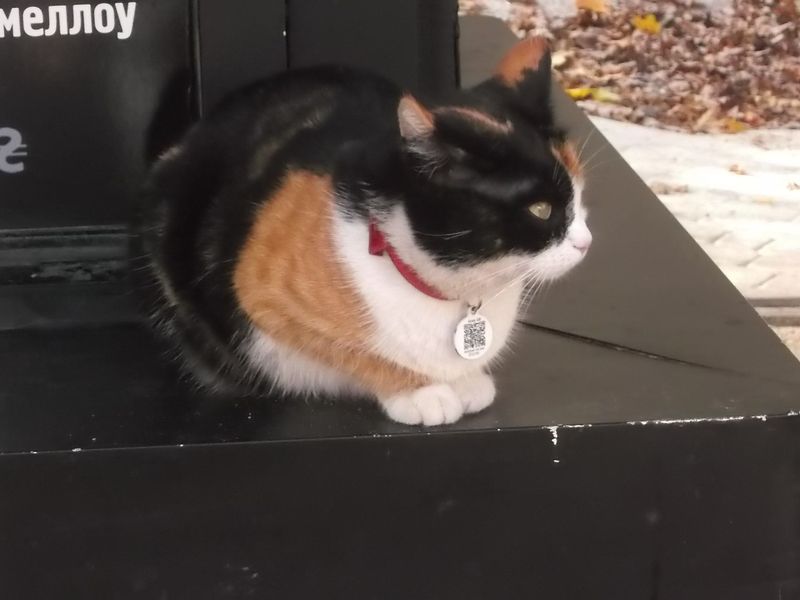 © Andrei  Kolyaskin - Cat  in  Ivano - Frankivsk  City ,  Ukraine .