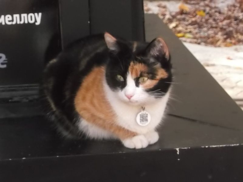 © Andrei  Kolyaskin - Cat  in  Ivano - Frankivsk  City ,  Ukraine .