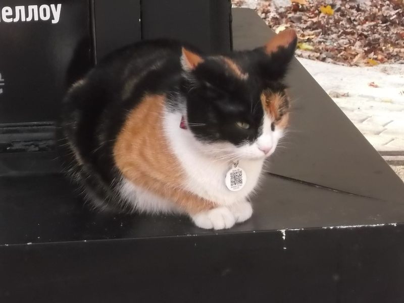 © Andrei  Kolyaskin - Cat  in  Ivano - Frankivsk  City ,  Ukraine .