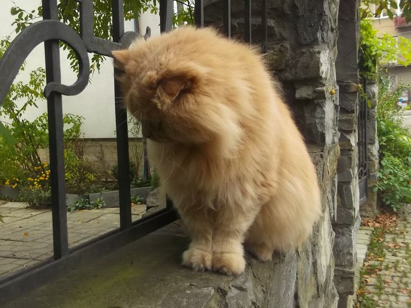 © Andrei  Kolyaskin - Cat  in  Ivano - Frankivsk  City ,  Ukraine .