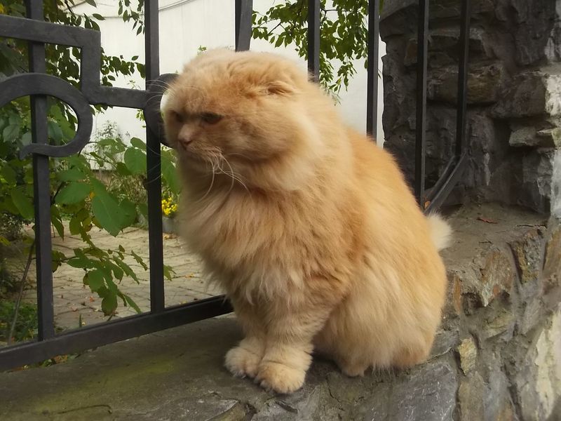 © Andrei  Kolyaskin - Cat  in  Ivano - Frankivsk  City ,  Ukraine .