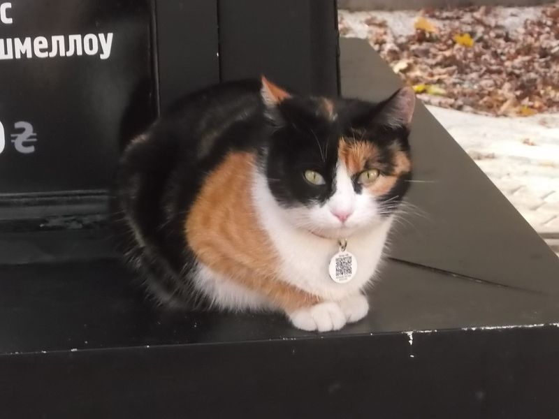 © Andrei  Kolyaskin - Cat  in  Ivano - Frankivsk  City ,  Ukraine .