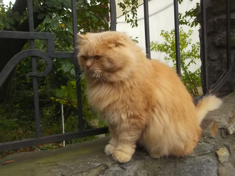 © Andrei  Kolyaskin - Cat  in  Ivano - Frankivsk  City ,  Ukraine .