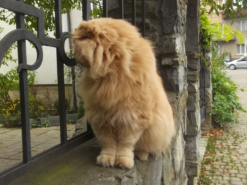 © Andrei  Kolyaskin - Cat  in  Ivano - Frankivsk  City ,  Ukraine .
