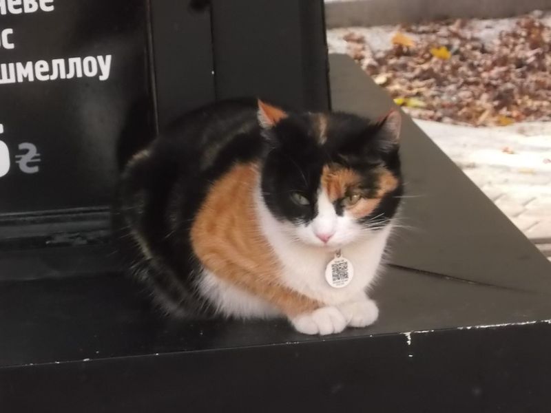 © Andrei  Kolyaskin - Cat  in  Ivano - Frankivsk  City ,  Ukraine .