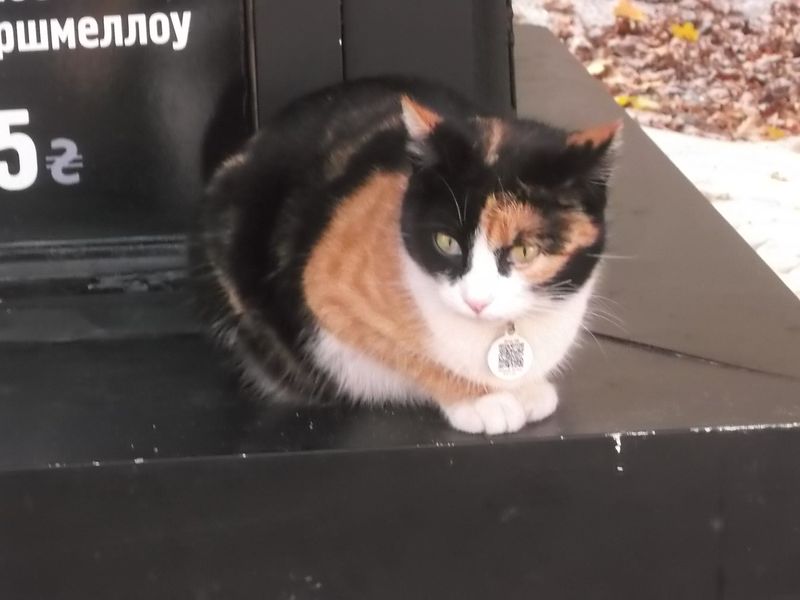 © Andrei  Kolyaskin - Cat  in  Ivano - Frankivsk  City ,  Ukraine .