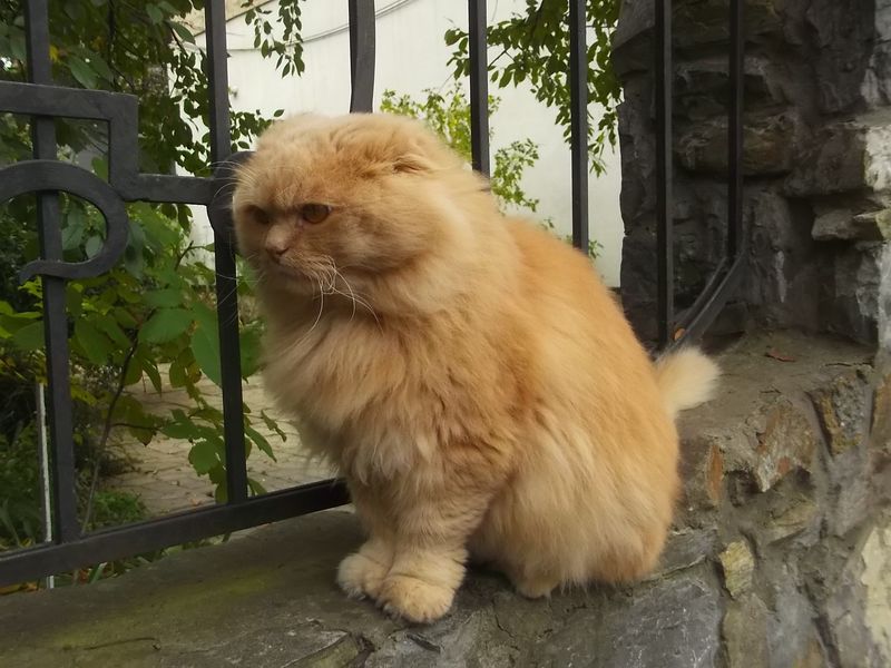 © Andrei  Kolyaskin - Cat  in  Ivano - Frankivsk  City ,  Ukraine .