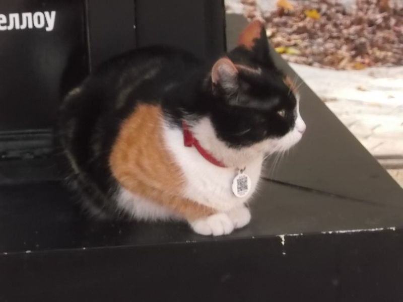 © Andrei  Kolyaskin - Cat  in  Ivano - Frankivsk  City ,  Ukraine .