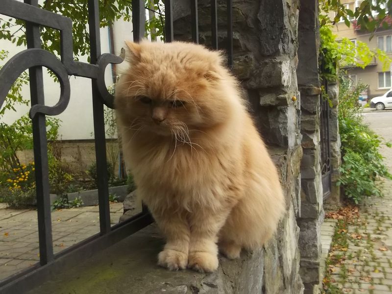 © Andrei  Kolyaskin - Cat  in  Ivano - Frankivsk  City ,  Ukraine .