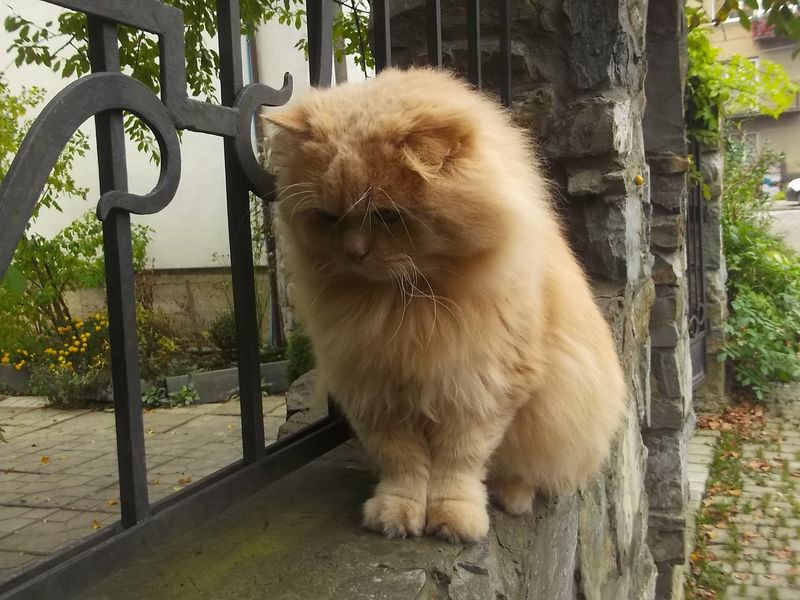 © Andrei  Kolyaskin - Cat  in  Ivano - Frankivsk  City ,  Ukraine .