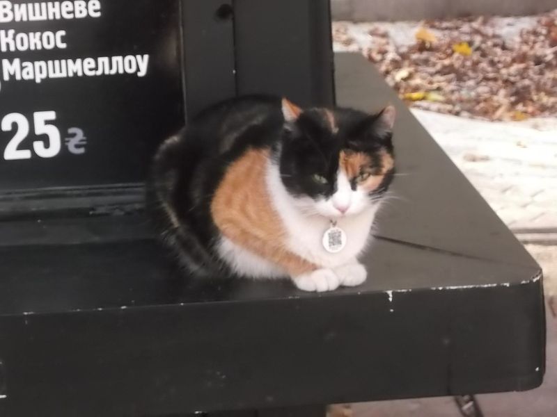 © Andrei  Kolyaskin - Cat  in  Ivano - Frankivsk  City ,  Ukraine .