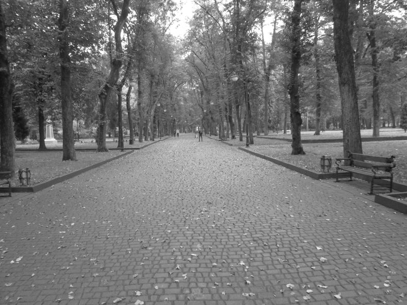 © Andrei  Kolyaskin - Alley  on  the  central  park  of  Ivano - Frankivsk  City , Ukraine .