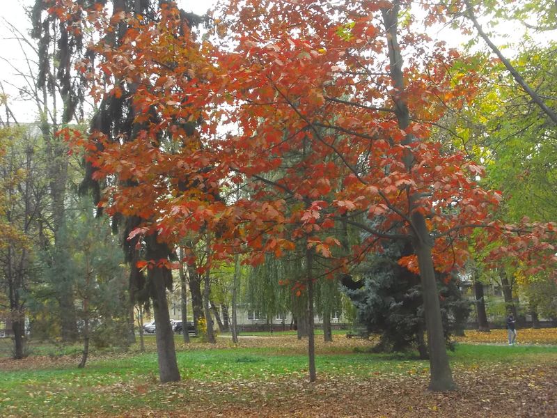 © Andrei  Kolyaskin - Autumn on the  Memorial  Square of Ivano - Frankivsk City , Ukraine .