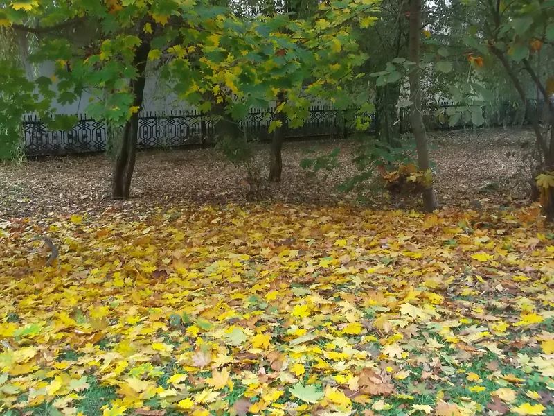 © Andrei  Kolyaskin - Autumn on the  Memorial  Square of Ivano - Frankivsk City , Ukraine .