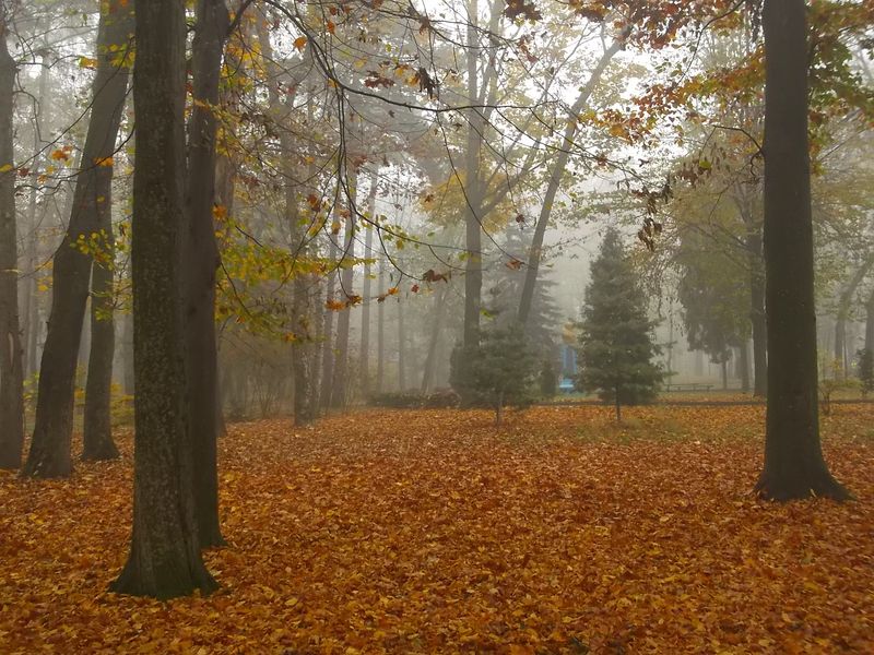 © Andrei  Kolyaskin - Foggy autumn morning on the central park of Ivano - Frankivsk City , Ukraine .