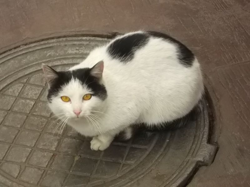 © Andrei  Kolyaskin - Cat  in  Ivano - Frankivsk  City , Ukraine .