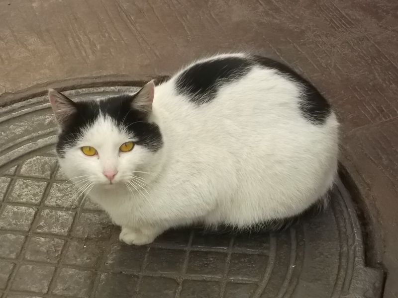 © Andrei  Kolyaskin - Cat  in  Ivano - Frankivsk  City , Ukraine .