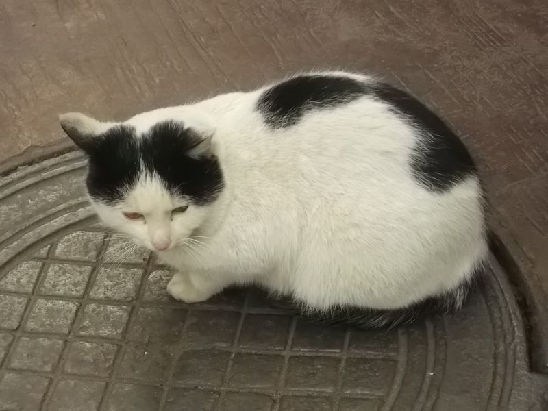 © Andrei  Kolyaskin - Cat  in  Ivano - Frankivsk  City , Ukraine .
