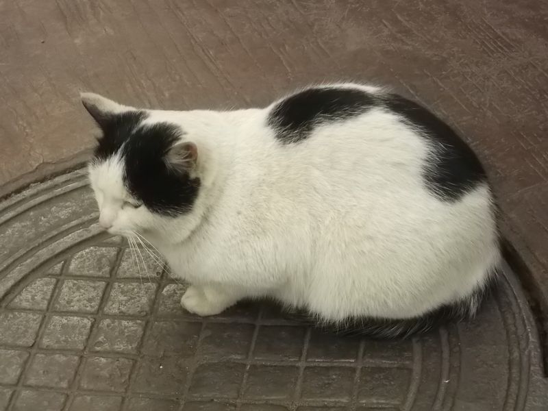 © Andrei  Kolyaskin - Cat  in  Ivano - Frankivsk  City , Ukraine .