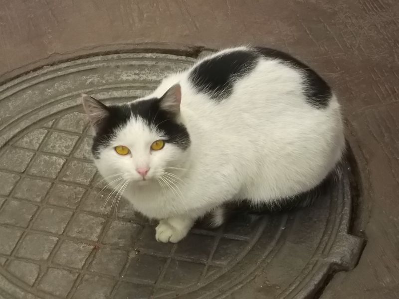 © Andrei  Kolyaskin - Cat  in  Ivano - Frankivsk  City , Ukraine .