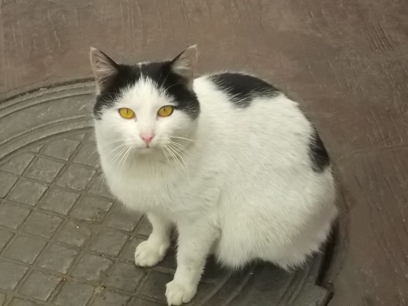 © Andrei  Kolyaskin - Cat  in  Ivano - Frankivsk  City , Ukraine .
