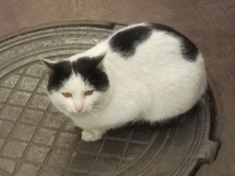 © Andrei  Kolyaskin - Cat  in  Ivano - Frankivsk  City , Ukraine .