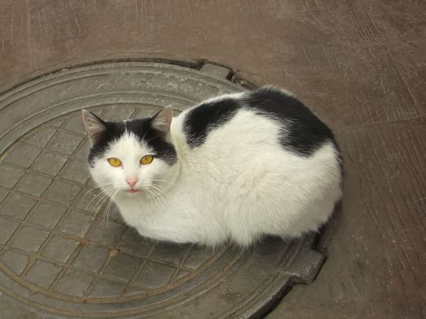 © Andrei  Kolyaskin - Cat  in  Ivano - Frankivsk  City , Ukraine .