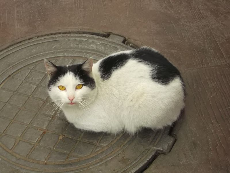 © Andrei  Kolyaskin - Cat  in  Ivano - Frankivsk  City , Ukraine .