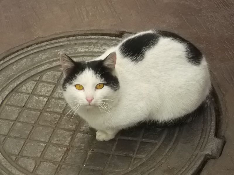 © Andrei  Kolyaskin - Cat  in  Ivano - Frankivsk  City , Ukraine .