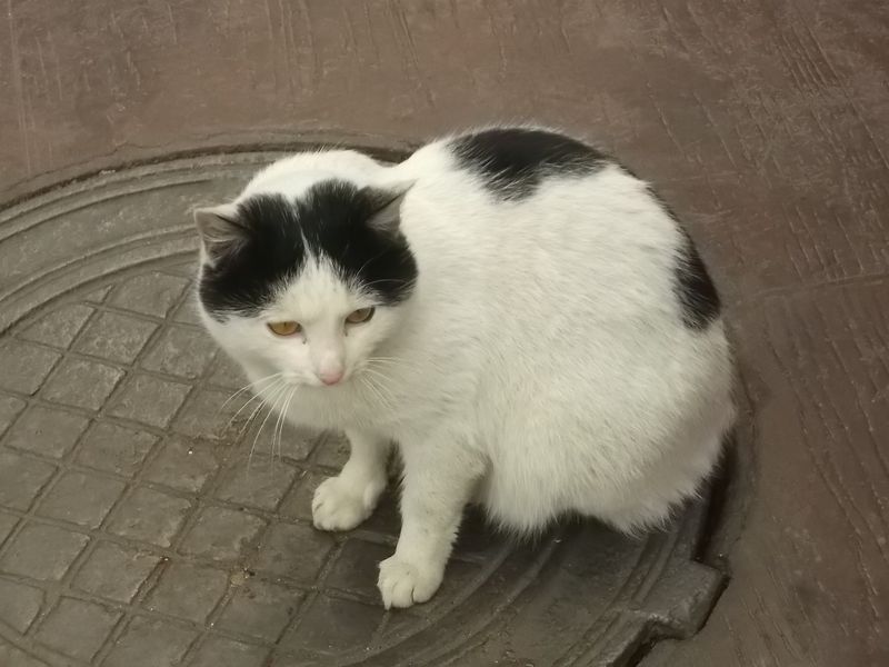 © Andrei  Kolyaskin - Cat  in  Ivano - Frankivsk  City , Ukraine .