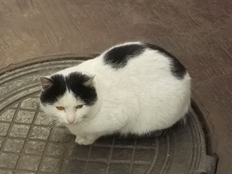 © Andrei  Kolyaskin - Cat  in  Ivano - Frankivsk  City , Ukraine .
