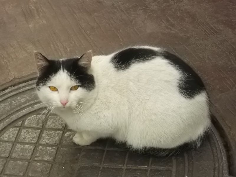 © Andrei  Kolyaskin - Cat  in  Ivano - Frankivsk  City , Ukraine .