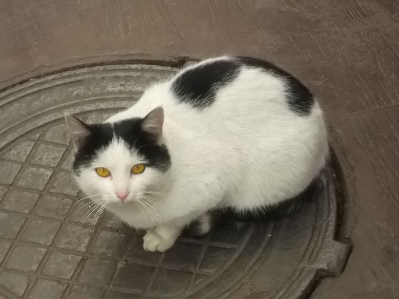 © Andrei  Kolyaskin - Cat  in  Ivano - Frankivsk  City , Ukraine .