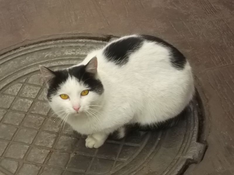 © Andrei  Kolyaskin - Cat  in  Ivano - Frankivsk  City , Ukraine .