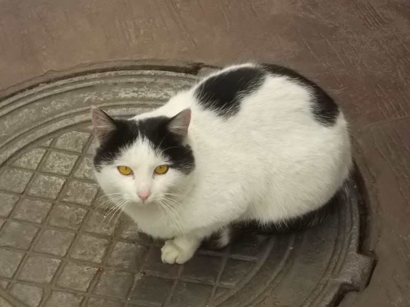 © Andrei  Kolyaskin - Cat  in  Ivano - Frankivsk  City , Ukraine .