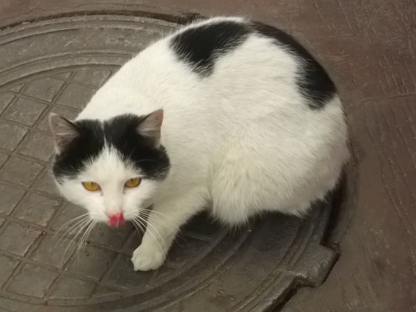 © Andrei  Kolyaskin - Cat  in  Ivano - Frankivsk  City , Ukraine .