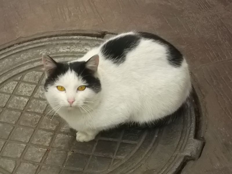 © Andrei  Kolyaskin - Cat  in  Ivano - Frankivsk  City , Ukraine .