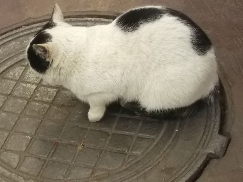 © Andrei  Kolyaskin - Image from the Cat in Ivano - Frankivsk City photography project