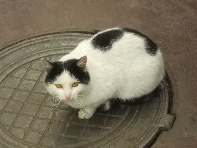 © Andrei  Kolyaskin - Cat  in  Ivano - Frankivsk  City , Ukraine .