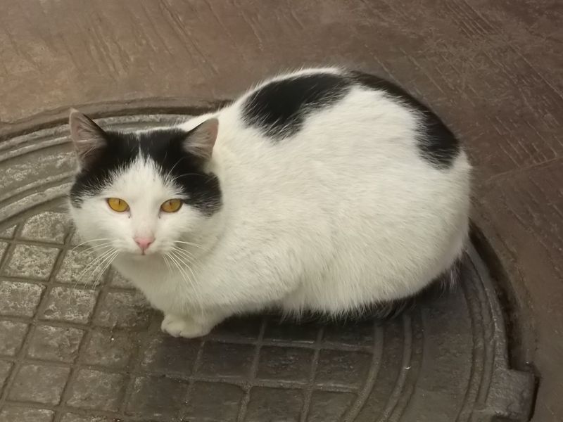 © Andrei  Kolyaskin - Cat  in  Ivano - Frankivsk  City , Ukraine .