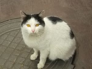Cat in Ivano - Frankivsk City