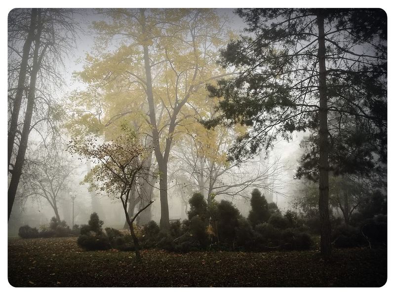 © Andrei  Kolyaskin - Foggy  autumn  morning  on  the  Memorial  Square  of  Ivano - Frankivsk  City , Ukraine .