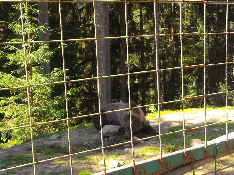© Andrei  Kolyaskin - Brown bear rehabilitation center in village Synevir of Mezhygirya area of Zacarpatian region , Ukraine .