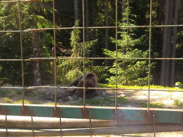 © Andrei  Kolyaskin - Brown bear rehabilitation center in village Synevir of Mezhygirya area of Zacarpatian region , Ukraine .