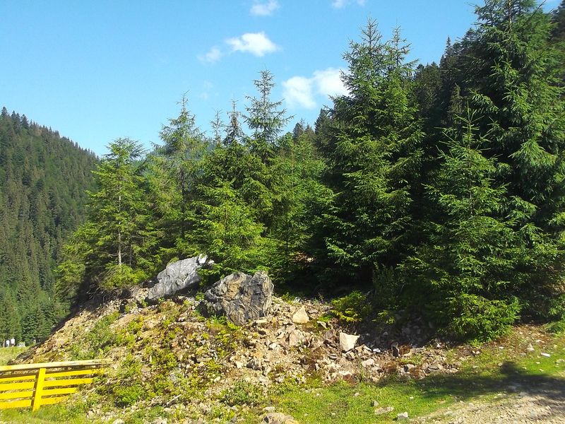 © Andrei  Kolyaskin - Brown bear rehabilitation center in village Synevir of Mezhygirya area of Zacarpatian region , Ukraine .