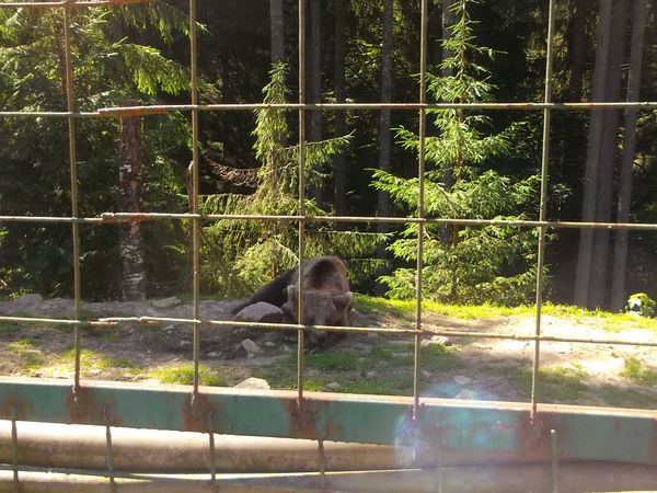 © Andrei  Kolyaskin - Brown bear rehabilitation center in village Synevir of Mezhygirya area of Zacarpatian region , Ukraine .