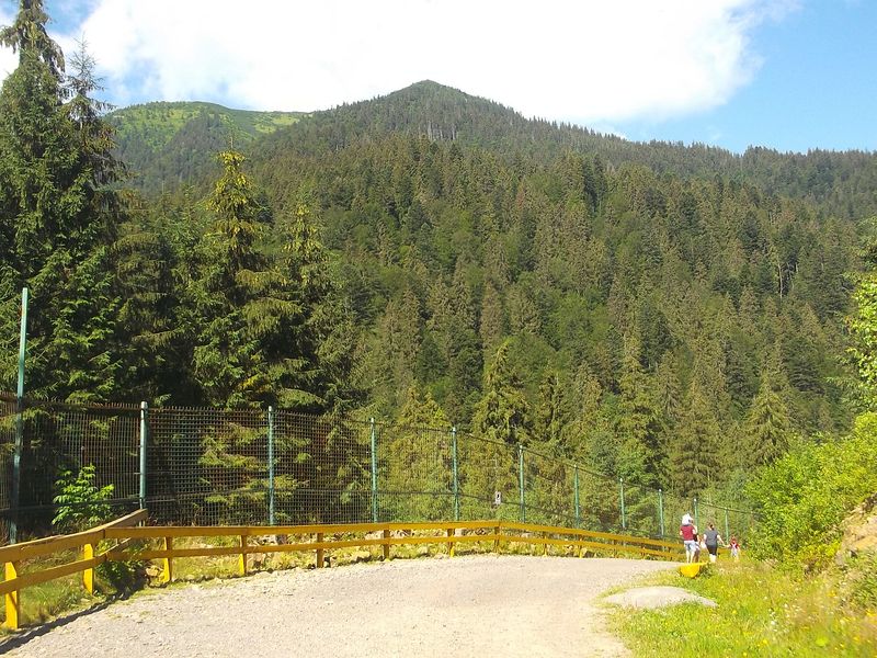 © Andrei  Kolyaskin - Brown bear rehabilitation center in village Synevir of Mezhygirya area of Zacarpatian region , Ukraine .