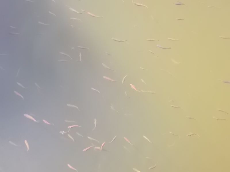 © Andrei  Kolyaskin - Lake  Synevir  on  the  Synenir  park  in village Synevir of Mezhygirya area of Zacarpatian region , Ukraine .