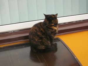 Cat in Ivano - Frankivsk City 2