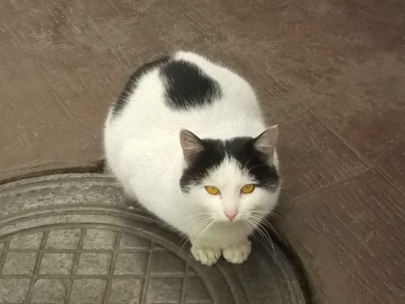 © Andrei  Kolyaskin - Cat  in  Ivano - Frankivsk  City ,  Ukraine .